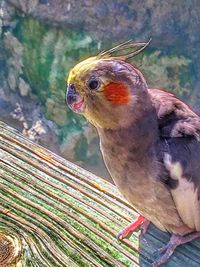 Close-up of bird