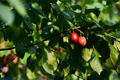 Close-up of red berries growing on tree