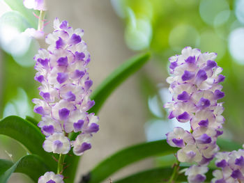 Close-up of purple flowering plants