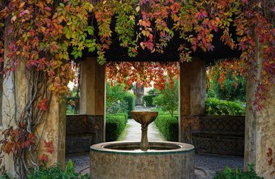 Potted plants by trees in garden during autumn
