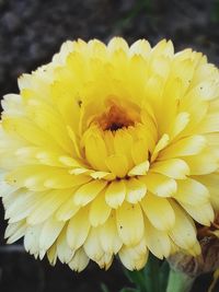 Close-up of insect on yellow flower