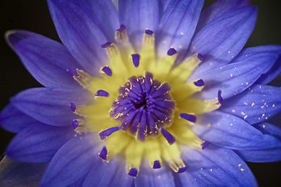 Close-up of purple flower