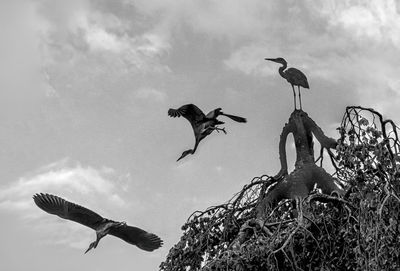 Low angle view of birds flying in sky