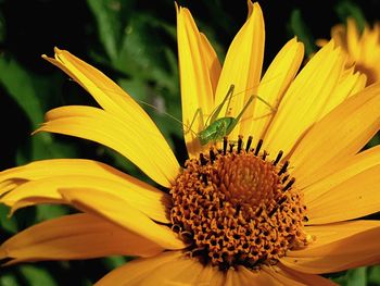 Close-up of sunflower