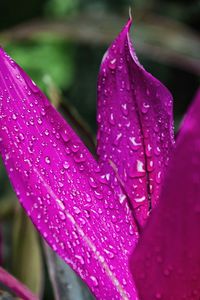 Close-up of water drops on pink flower