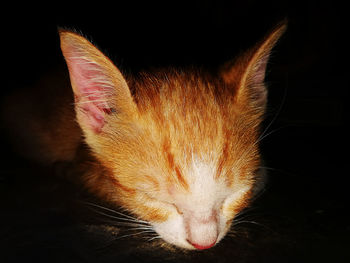 Close-up of a sleeping cat