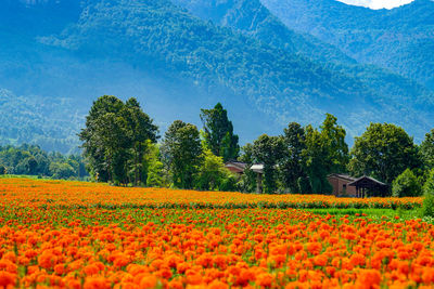 Scenic view of flowering field against sky