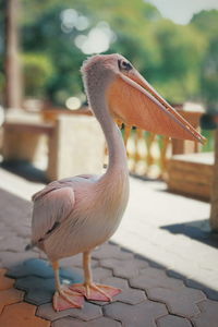 Close-up of bird perching outdoors