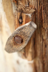 Close-up of tree trunk