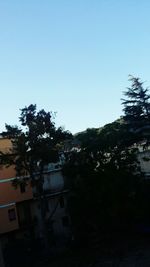 Trees against clear sky