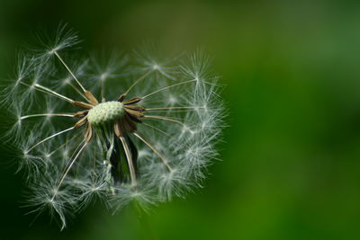 Close-up of dandelion blooming outdoors