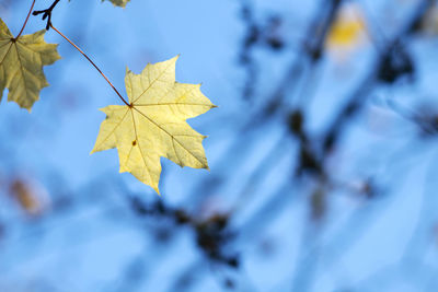 Low angle view of maple leaves on tree
