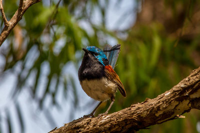 Close-up of bird perching on branch