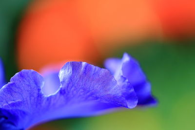 Close-up of purple flowering plant