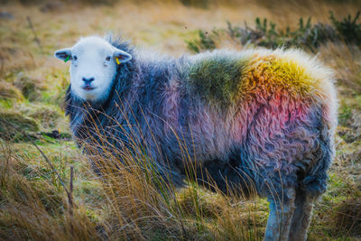 Sheep grazing on field