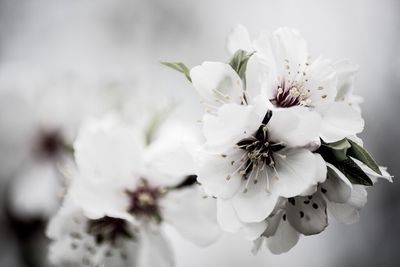 Close-up of white flowers