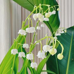 Close-up of white flowering plant