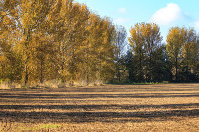 Scenic view of field against sky during autumn