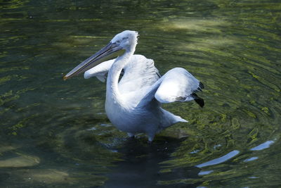 High angle view of pelican swimming in lake