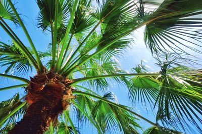 Low angle view of palm tree against sky