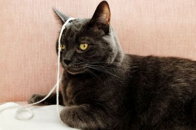 Close-up portrait of black cat looking away