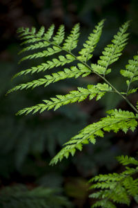 Close-up of fern leaves