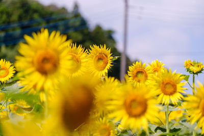 Close-up of yellow flowering plant against sky