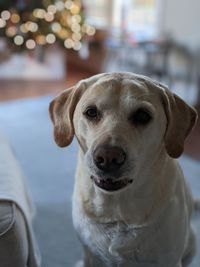 Close-up portrait of dog at home