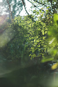 Low angle view of leaves on tree in forest