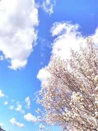 Low angle view of trees against blue sky