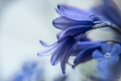 Close-up of purple flowering plant