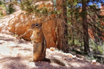 Squirrel on rock