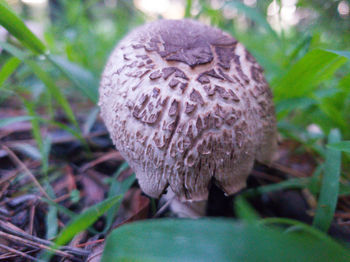 Close-up of mushroom growing on field