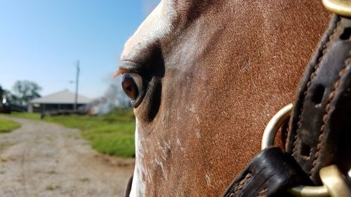 Close-up of horse