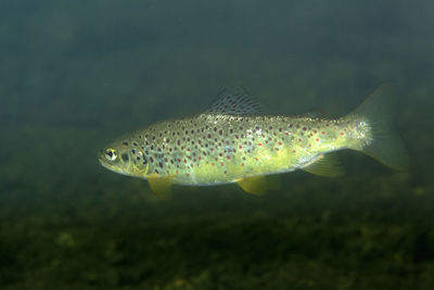 Close-up of the trout swimming in the krka river