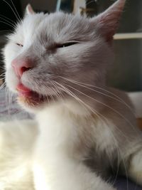Close-up of cat relaxing