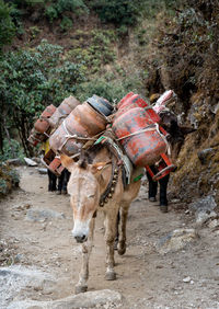 A group of pack horses on the trail carying a load of gas cylinders.