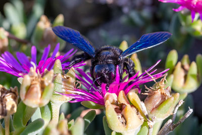 Close-up of insect on purple flower