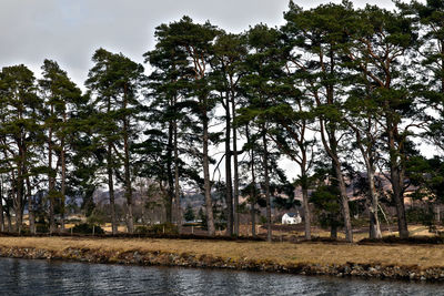 Trees by lake in forest against sky