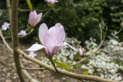 Close-up of pink flowers