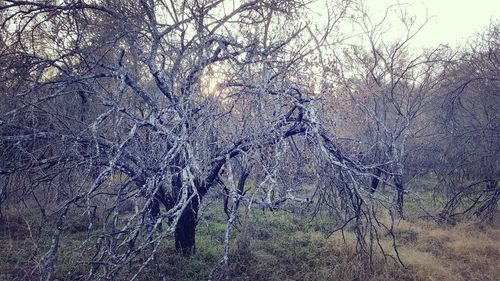 View of bare trees in forest