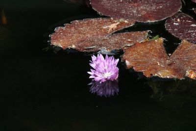 Close-up of pink flower floating on water