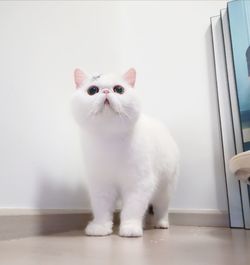 Portrait of white cat