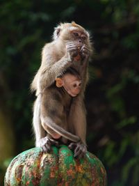 Monkey sitting outdoors