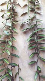 Close-up of plant growing on wall