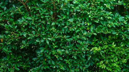 Full frame shot of ivy growing on plant