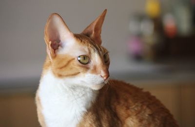 Close-up of a cornish rex cat 