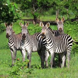 Zebras on zebra