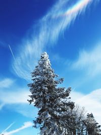 Low angle view of pine tree against sky