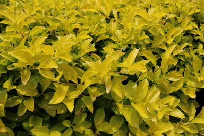 Full frame shot of yellow leaves on field